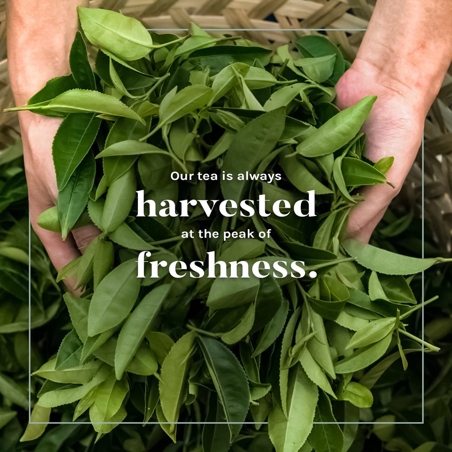 Uncle Lee’s Imperial Premium Organic Tea Gift Set, Traditional & Herbal Tea Bags, Wellness Tea Variety Pack (Rooibos Chai Tea, Peppermint Tea, Jasmine Green Tea Assortment) - 40 Tea Bags